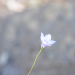 Wahlenbergia luteola (Yellowish Bluebell) at Wamboin, NSW - 28 Nov 2020 by natureguy