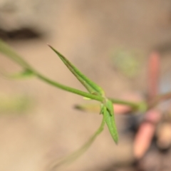 Wahlenbergia luteola at Wamboin, NSW - 28 Nov 2020