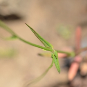 Wahlenbergia luteola at Wamboin, NSW - 28 Nov 2020