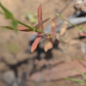 Wahlenbergia luteola at Wamboin, NSW - 28 Nov 2020