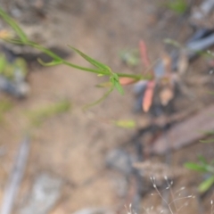 Wahlenbergia luteola at Wamboin, NSW - 28 Nov 2020