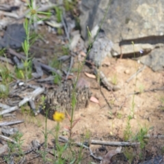 Wahlenbergia luteola at Wamboin, NSW - 28 Nov 2020