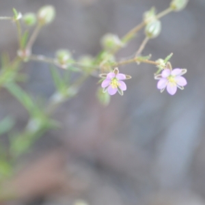 Spergularia rubra at Wamboin, NSW - 28 Nov 2020