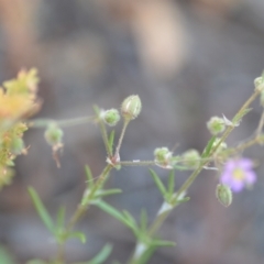 Spergularia rubra at Wamboin, NSW - 28 Nov 2020