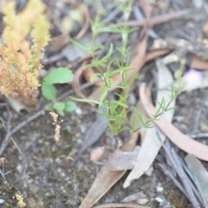 Spergularia rubra at Wamboin, NSW - 28 Nov 2020