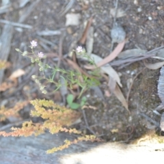 Spergularia rubra at Wamboin, NSW - 28 Nov 2020