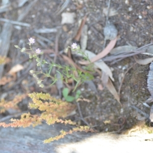 Spergularia rubra at Wamboin, NSW - 28 Nov 2020
