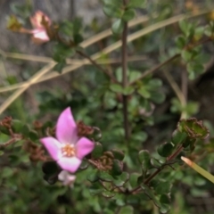 Boronia algida (Alpine Boronia) at Namadgi National Park - 30 Oct 2021 by BarrieR