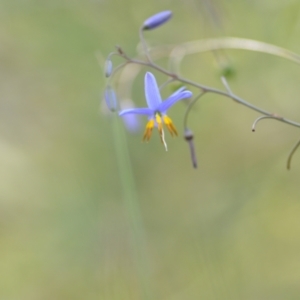 Dianella longifolia at Wamboin, NSW - 28 Nov 2020