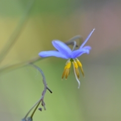 Dianella longifolia at Wamboin, NSW - 28 Nov 2020 01:59 PM