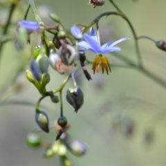 Dianella longifolia at Wamboin, NSW - 28 Nov 2020 01:59 PM