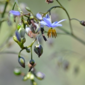 Dianella longifolia at Wamboin, NSW - 28 Nov 2020