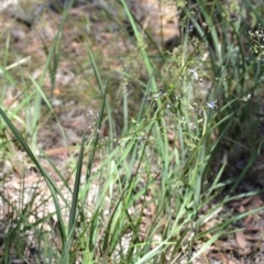 Dianella longifolia at Wamboin, NSW - 28 Nov 2020
