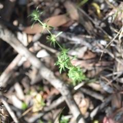 Paronychia brasiliana at Wamboin, NSW - 28 Nov 2020