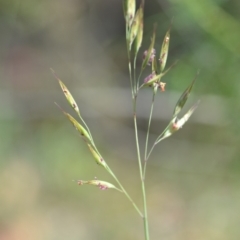 Rytidosperma (genus) (Wallaby Grass) at Wamboin, NSW - 28 Nov 2020 by natureguy