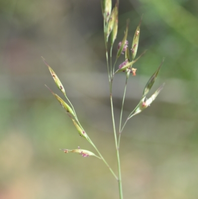 Rytidosperma (genus) (Wallaby Grass) at Wamboin, NSW - 28 Nov 2020 by natureguy