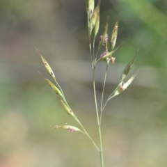 Rytidosperma sp. (Wallaby Grass) at Wamboin, NSW - 28 Nov 2020 by natureguy