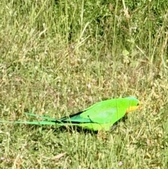 Polytelis swainsonii (Superb Parrot) at Bruce, ACT - 30 Oct 2021 by goyenjudy