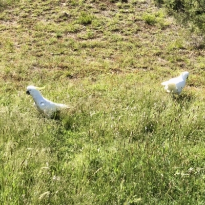 Cacatua galerita (Sulphur-crested Cockatoo) at Gossan Hill - 30 Oct 2021 by goyenjudy