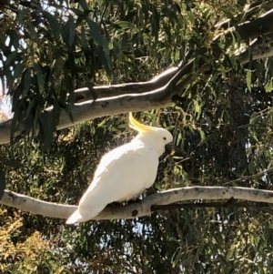 Cacatua galerita at Bruce, ACT - 31 Oct 2021