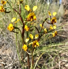 Diuris semilunulata (Late Leopard Orchid) at Carwoola, NSW - 31 Oct 2021 by nessp