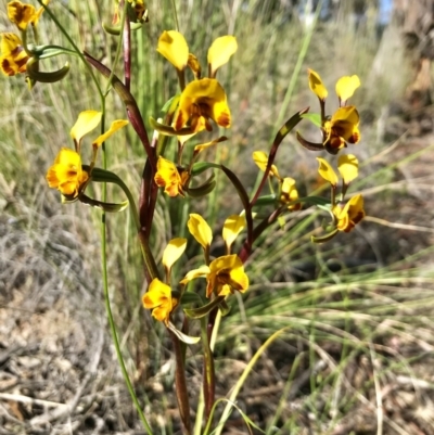Diuris semilunulata (Late Leopard Orchid) at Carwoola, NSW - 31 Oct 2021 by nessp