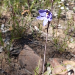 Thelymitra simulata (Graceful Sun-orchid) at Aranda, ACT - 31 Oct 2021 by Rebeccajgee