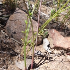 Thelymitra simulata at Aranda, ACT - 31 Oct 2021