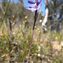 Thelymitra simulata at Aranda, ACT - 31 Oct 2021