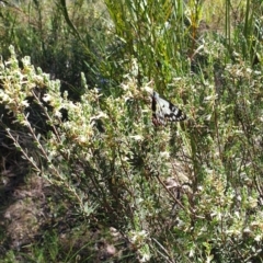 Delias aganippe (Spotted Jezebel) at Black Mountain - 31 Oct 2021 by Rebeccajgee