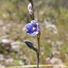 Thelymitra juncifolia (Dotted Sun Orchid) at Aranda, ACT - 31 Oct 2021 by Rebeccajgee