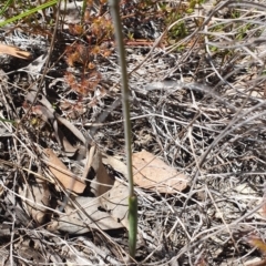 Thelymitra juncifolia at Aranda, ACT - 31 Oct 2021