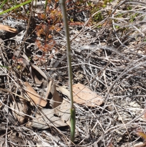 Thelymitra juncifolia at Aranda, ACT - suppressed