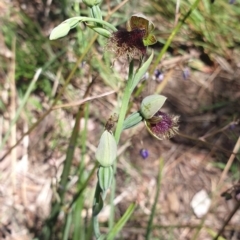 Calochilus platychilus (Purple Beard Orchid) at Black Mountain - 31 Oct 2021 by Rebeccajgee