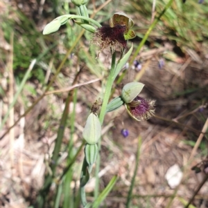 Calochilus platychilus at Undefined Area - suppressed