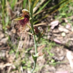 Calochilus platychilus (Purple Beard Orchid) at National Arboretum Forests - 31 Oct 2021 by Rebeccajgee