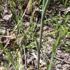 Calochilus platychilus at Molonglo Valley, ACT - suppressed