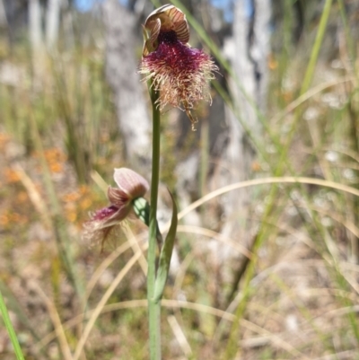 Calochilus platychilus (Purple Beard Orchid) at Black Mountain - 31 Oct 2021 by Rebeccajgee