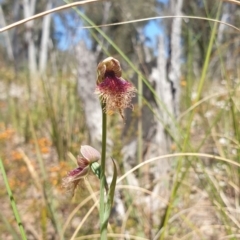 Calochilus platychilus at Aranda, ACT - 31 Oct 2021