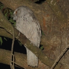 Podargus strigoides (Tawny Frogmouth) at Flynn, ACT - 22 Oct 2021 by Christine