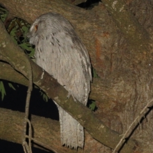 Podargus strigoides at Flynn, ACT - 22 Oct 2021 06:47 PM