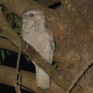 Podargus strigoides at Flynn, ACT - 22 Oct 2021 06:47 PM