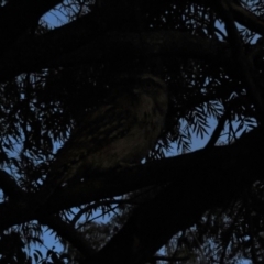 Podargus strigoides at Flynn, ACT - 22 Oct 2021