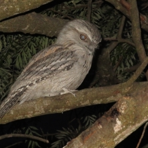 Podargus strigoides at Flynn, ACT - 22 Oct 2021 06:47 PM