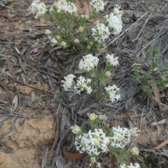 Pimelea linifolia (Slender Rice Flower) at Black Mountain - 28 Oct 2021 by WendyW