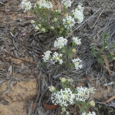 Pimelea linifolia (Slender Rice Flower) at Bruce, ACT - 28 Oct 2021 by WendyW