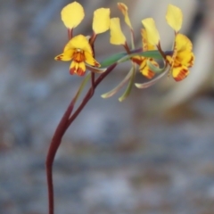 Diuris semilunulata (Late Leopard Orchid) at Farrer, ACT - 31 Oct 2021 by SandraH