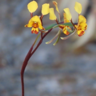 Diuris semilunulata (Late Leopard Orchid) at Farrer, ACT - 31 Oct 2021 by SandraH