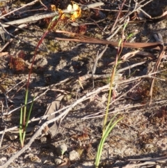 Diuris semilunulata at Farrer, ACT - 31 Oct 2021