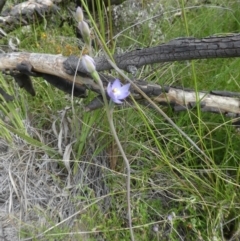 Thelymitra sp. (A Sun Orchid) at Bruce, ACT - 28 Oct 2021 by WendyW